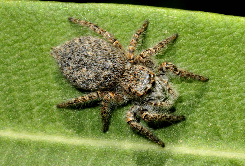 Salticidae: giovane Philaeus chrysops - Sassuolo (MO)
